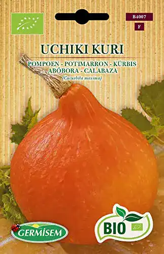 Kürbis-Samen Germisem Kürbis UCHIKI KURI, ECBIO4007