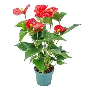 Flamingoblume Bloomique Anthurium rot, Topf 12 cm, Höhe 50 cm