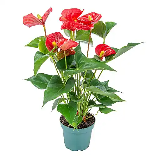 Flamingoblume Bloomique Anthurium rot, Topf 12 cm, Höhe 50 cm