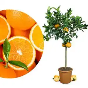 Orangenbaum Meine Orangerie Grande 110 – 140 cm