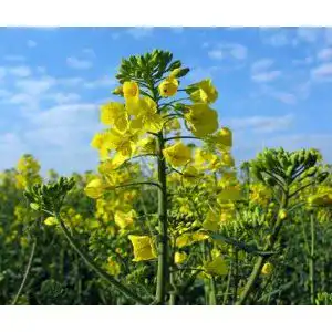 Gelbsenf Gärtner’s erste Wahl! bobby-seeds.com Bodenkur 2,5 Kg
