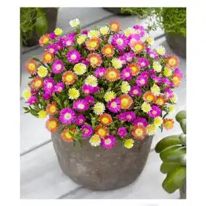 Balkonpflanzen winterhart BALDUR-Garten GmbH Eisblumen