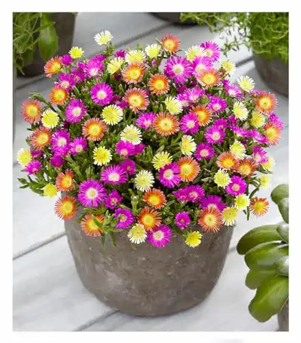 Balkonpflanzen winterhart BALDUR-Garten GmbH Eisblumen
