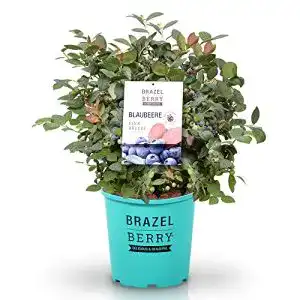 Heidelbeerstrauch BrazelBerry – delicious & beautiful BrazelBerry