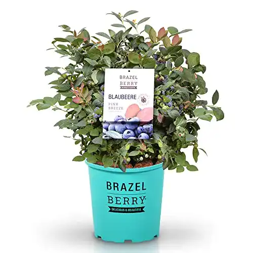Heidelbeerstrauch BrazelBerry – delicious & beautiful BrazelBerry