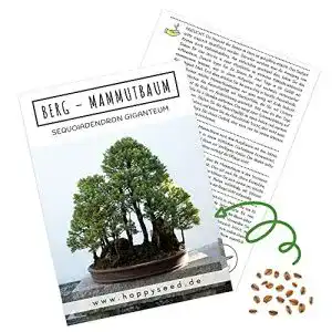 Mammutbaum-Samen HappySeed, 1x Berg Mammutbaum
