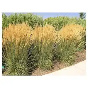 Reitgras Stauden Gänge 3 x Calamagrostis acutiflora ‘Karl Förster’