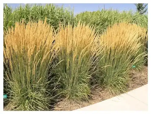 Reitgras Stauden Gänge 3 x Calamagrostis acutiflora ‘Karl Förster’