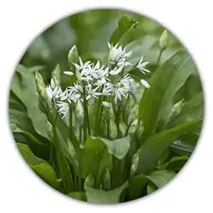 Knoblauch-Samen Samenquelle.de Bärlauch Saatgut, 30 Samen