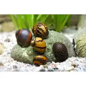 Algenfressende Schnecke Garnelio Tiere Batik-Schnecke, 5er