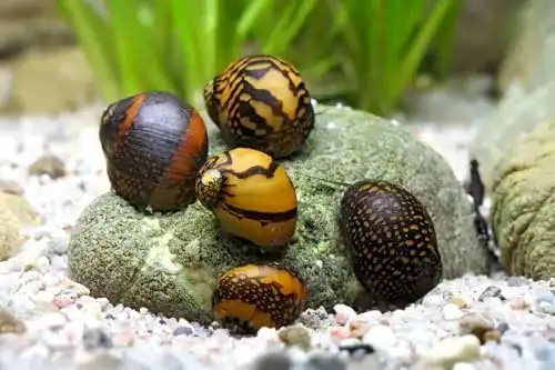 Algenfressende Schnecke Garnelio Tiere Batik-Schnecke, 5er