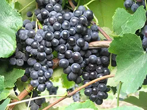Weinrebe Baumschule PlantaPro – Weintraube – Vitis vinifera