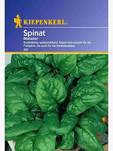 Spinat-Samen Kiepenkerl Spinat, ‘Matador’