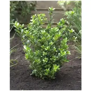 Stechpalme Stauden Gänge 10 x Ilex crenata Caroline Upright