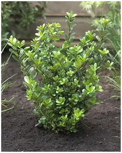 Stechpalme Stauden Gänge 10 x Ilex crenata Caroline Upright