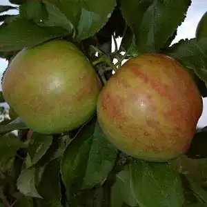 Gravensteiner Apfelbaum PlantaPro Apfelbaum, winterhart, gelb