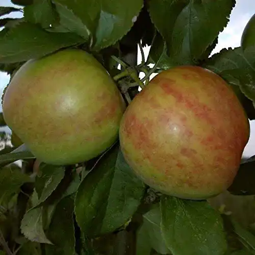 Gravensteiner Apfelbaum PlantaPro Apfelbaum, winterhart, gelb