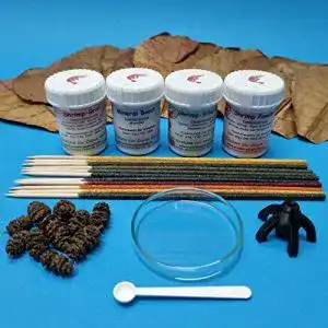 Erlenzapfen Schmitt Aquaristik Garnelen Einsteiger Set