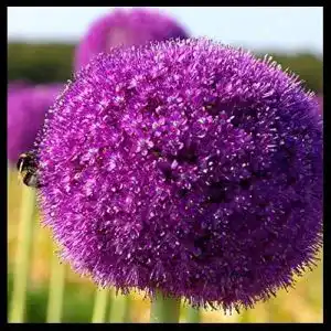 Allium-Zwiebeln Vmoli Mischen Allium Giganteum, 7 Zwiebeln