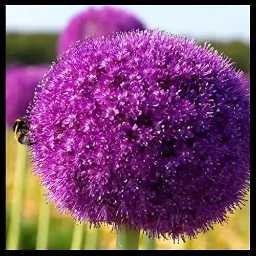 Die beste Allium-Zwiebeln Vmoli Mischen Allium Giganteum, 7 Zwiebeln 2026 Test Bestseller Allium-Zwiebeln Vmoli Mischen Allium Giganteum, 7 Zwiebeln