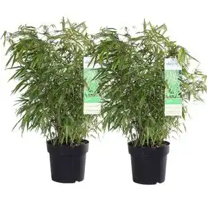 Bambus-Pflanze mein schöner Garten Bambus Fargesia Rufa, 2er