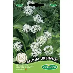 Bärlauch-Samen Germisem Bärlauch, mehrfarbig, EC1125