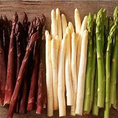 Spargelsamen BSptyy 300 Stück mischen Erbstück Spargel