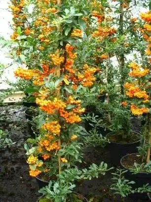 Die beste Feuerdorn Plantenwelt Pyracantha Orange Charmer 80 cm hoch 2026 Test Bestseller Feuerdorn Plantenwelt Pyracantha Orange Charmer 80 cm hoch