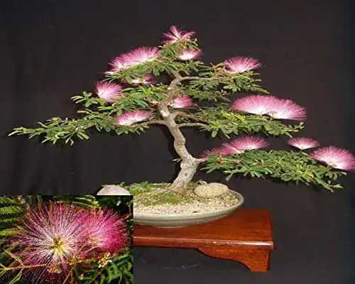 Bonsai-Samen Arvice seeds Seidenbaum Mimosa Bonsai Persisch