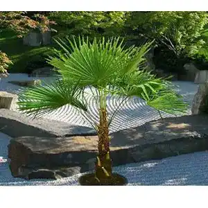 Chinesische Hanfpalme CSL sunrise GmbH Gesamthöhe bis 100 cm