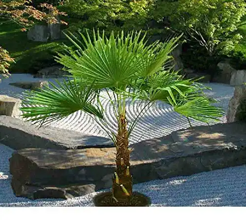 Chinesische Hanfpalme CSL sunrise GmbH Gesamthöhe bis 100 cm