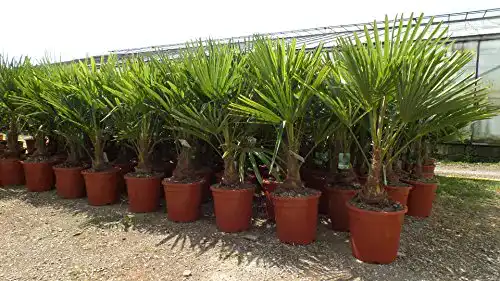 Palme gruenwaren jakubik XL 120-140 cm Trachycarpus fortunei