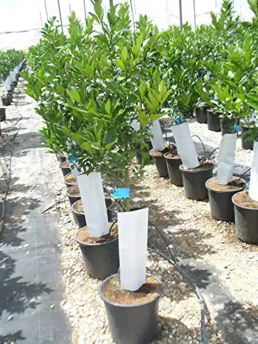 Zitronenbaum Eigene Produktion Citrus eureka junger Baum