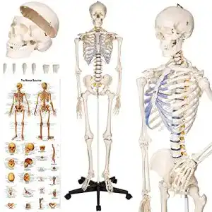 Anatomie Skelett TecTake 400502 lebensgroß inklusive Ständer
