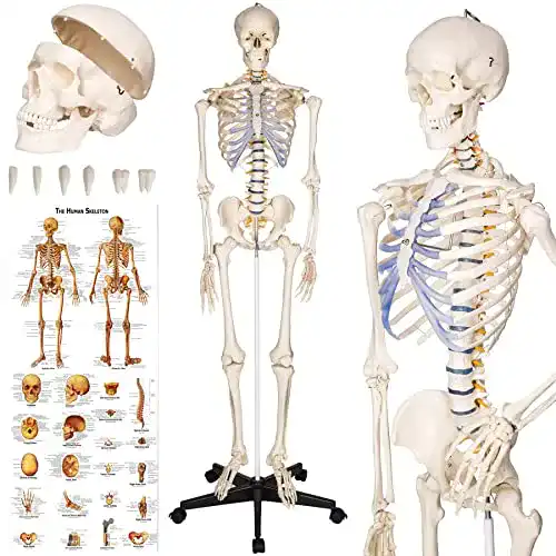 Anatomie Skelett TecTake 400502 lebensgroß inklusive Ständer