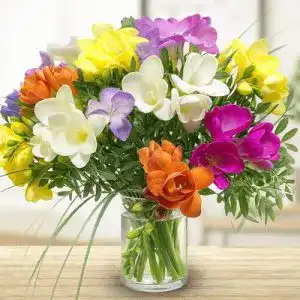 Blumenstrauß Rosenbote – 20 bunte Freesien – Strauß inklusive