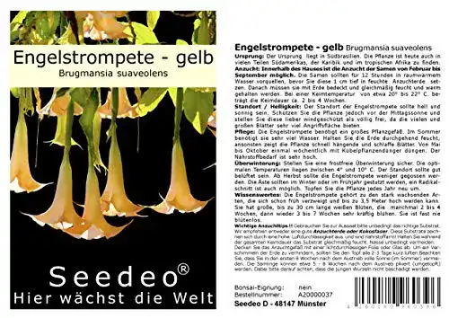 Die beste Engelstrompeten-Samen Seedeo ® gelb 10 Samen 2026 Test Bestseller Engelstrompeten-Samen Seedeo ® gelb 10 Samen