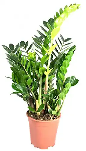 Glücksfeder mgc24, Pflanzenservice Zamioculcas zamiifolia