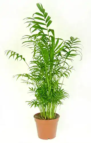 Bergpalme mgc24 Chamaedorea elegans, im 17cm Topf
