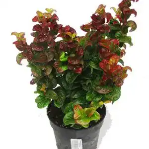 Lavendelheide Harro’s Pflanzenwelt Leucothoe axillaris ‚CURLY RED’