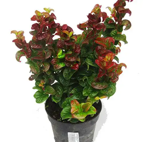 Lavendelheide Harro’s Pflanzenwelt Leucothoe axillaris ‚CURLY RED’