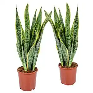 Bogenhanf Bloomique Frauenzunge, Sansevieria XL ‘Laurentii’ 2 St.