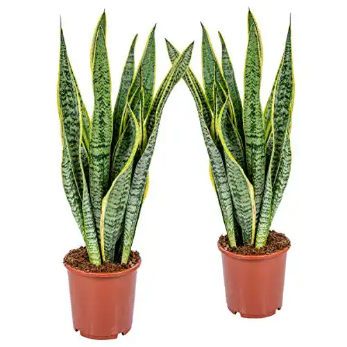 Die beste Bogenhanf Bloomique Frauenzunge, Sansevieria XL 'Laurentii' 2 St. 2026 Test Bestseller Bogenhanf Bloomique Frauenzunge, Sansevieria XL ‘Laurentii’ 2 St.