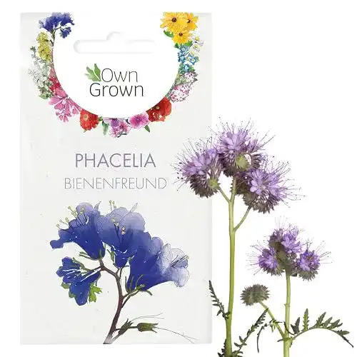 Phacelia-Samen OwnGrown Phacelia Samen: Premium Bienenfreund