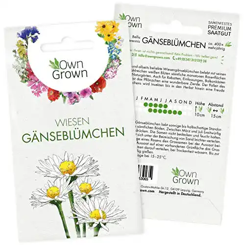 Gänseblümchen-Samen OwnGrown, mehrjährig, winterhart