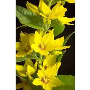 Gilbweiderich SVI 50 Samen Lysimachia – Stauden