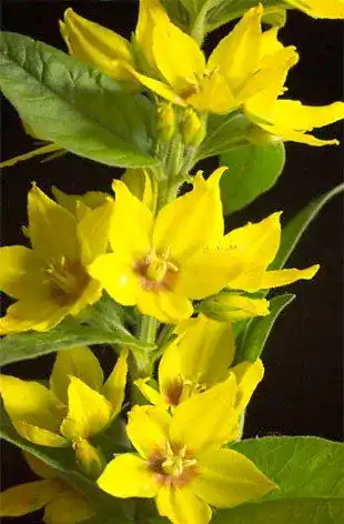 Gilbweiderich SVI 50 Samen Lysimachia – Stauden