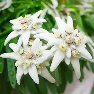 Edelweiß-Samen Rekwiat Edelweiss Samen Alpen-Edelweiß