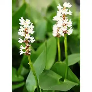 Hechtkraut Wasserpflanzen Wolff – Pontederia cordata ‘Alba’