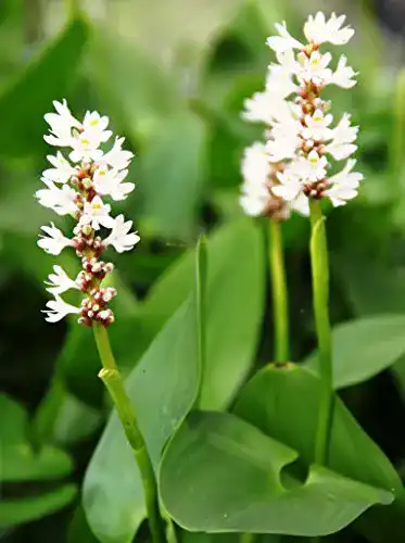 Hechtkraut Wasserpflanzen Wolff – Pontederia cordata ‘Alba’